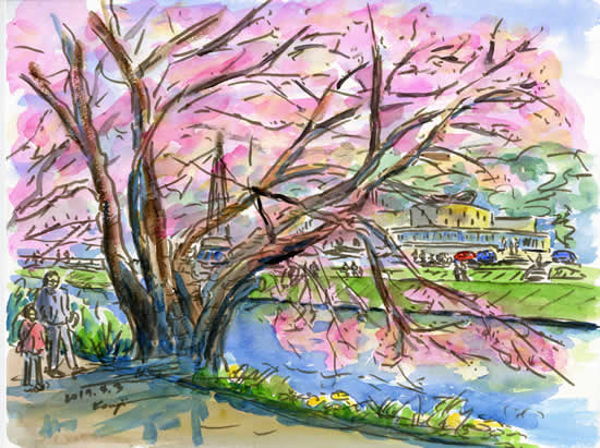 新川の桜