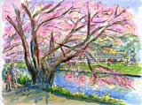 新川の桜スケッチ